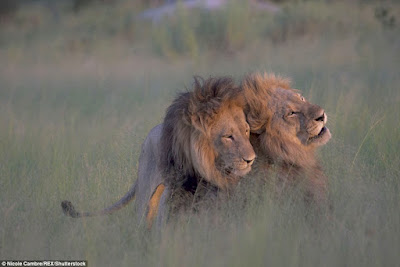 Homossexualidade na África - Homossexualidade no reino animal - Leões gays - Leões machos fazendo sexo