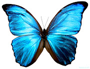 Nossa vida está em nossas mãos, como a borboleta azul. (borboleta azul)