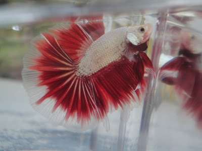 red dragon halfmoon