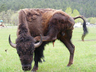 Buffalo itch