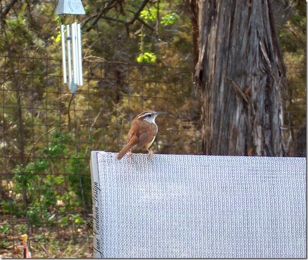 Wren