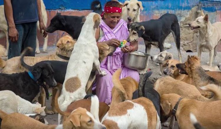 This Story Of A 65-Year-Old Ragpicker Who Takes Care Of 400 Stray Dogs Teaches Us A Great Lesson In Humanity