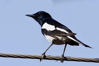 Oriental Magpie-Robin