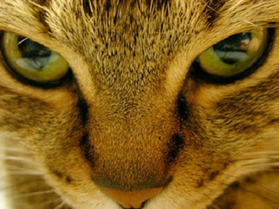 Cat Close Up