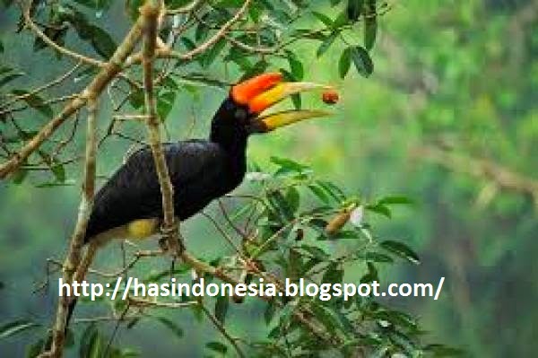  Burung  Enggang KHAS  Kalimantan  Barat INDONESIA hewan 