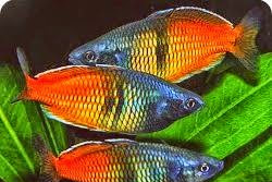 Papua Miliki 76 Jenis Ikan Pelangi