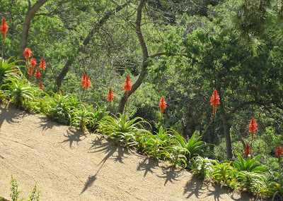 jardineros mantenimiento jardineria patios