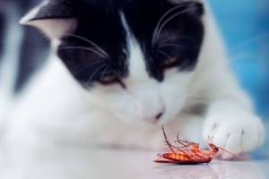 Kucing Makan Kecoa, Bahayakah