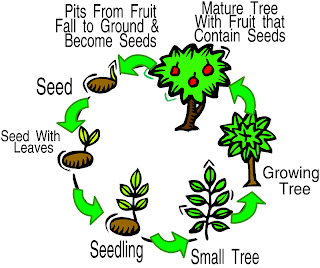 Diagram of the life cycle of a plant