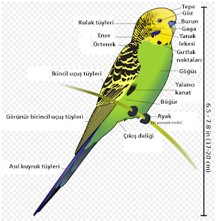 Muhabbet kuşunun anatomisi