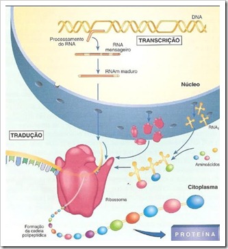dbio-1