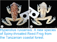 http://sciencythoughts.blogspot.co.uk/2017/05/hyperolius-ruvuensis-new-species-of.html