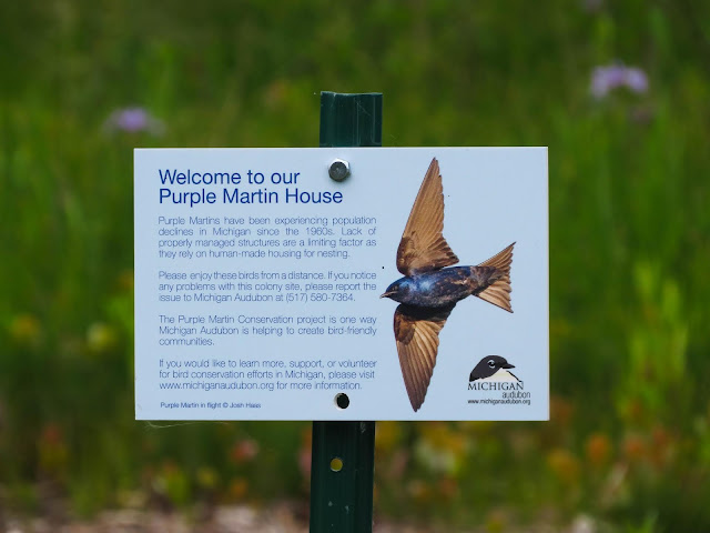 Purple Martin Colony - Lake Lansing, Michigan, USA