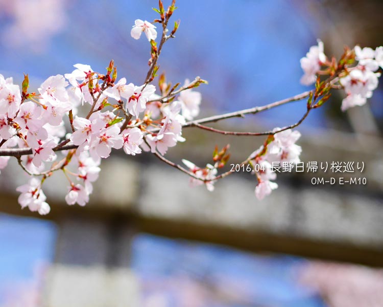長野に日帰りで桜を見に行った