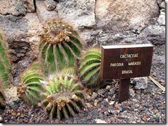 Parodia Warasii