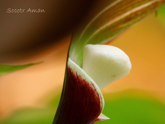 Arisaema sikokianum