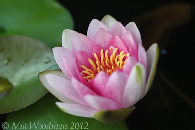 pink water lily attraction
