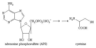 Organosulfur Compounds