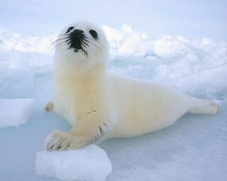 Seal Wallpapers