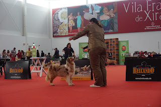 australian shepherd in dog show