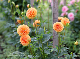 Dahlia Flowers, Bliss-Ranch.com