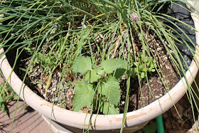 Chives and volunteer catnip