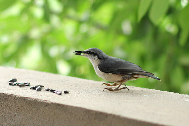 Birds Seeds