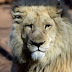 Μασάι σκότωσαν το γηραιότερο λιοντάρι της Κένυας