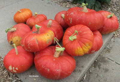 pumpkins