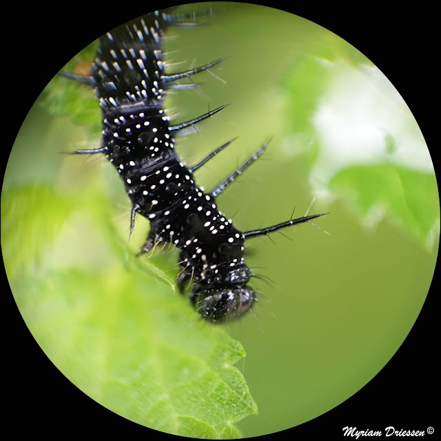 chenille de paon du jour aglais io