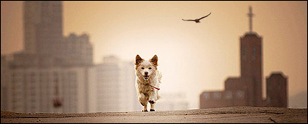 Free Dog, Free Bird