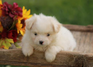 Best Pomatese Puppies For Sale Long Island New York www.BestPuppiesForSale.org (631) 644-0326 