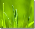 google nexus wallpaper_grass 960x800 uniquecoolwallpapers
