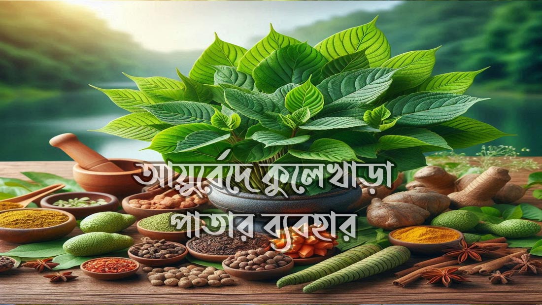 আয়ুর্বেদে কুলেখাড়া পাতার ব্যবহার