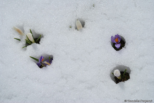 Arriva la primavera