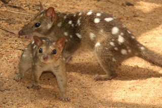 quoll