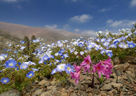 showier flowers in Atacama desert