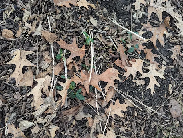 Beware of hitchhiking Vinca - When Dividing Hostas