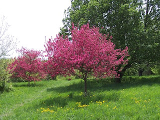 photo of fruit trees on Peters Hill, Arnold Arboretum