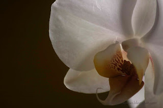 Orchid yellow white flower 