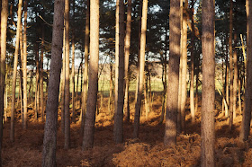 Winter woodland in Norfolk