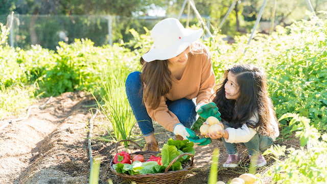 Vegetables are grown in summer