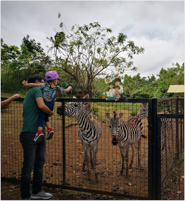 Yoki's Farm Zebra