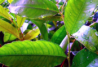 Benefits of Agarwood Leaves (Gaharu) For Health