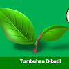 Tumbuhan Dikotil : Ciri-Ciri, Referensi Flora Dikotil Serta Nama
Latinnya