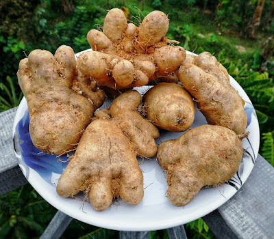 Nana kizhange / Nanakizhange / Nana kizhangu/ Cheru kizhange/ നന കിഴങ്ങ് / cheru kizhangu / ചെറു കിഴങ്ങ് / lesser yam / Dioscorea esculenta