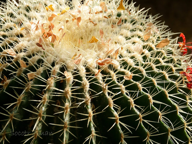 Echinocactus grusonii