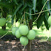 Budidaya Buah Mangga dengan Biofarm