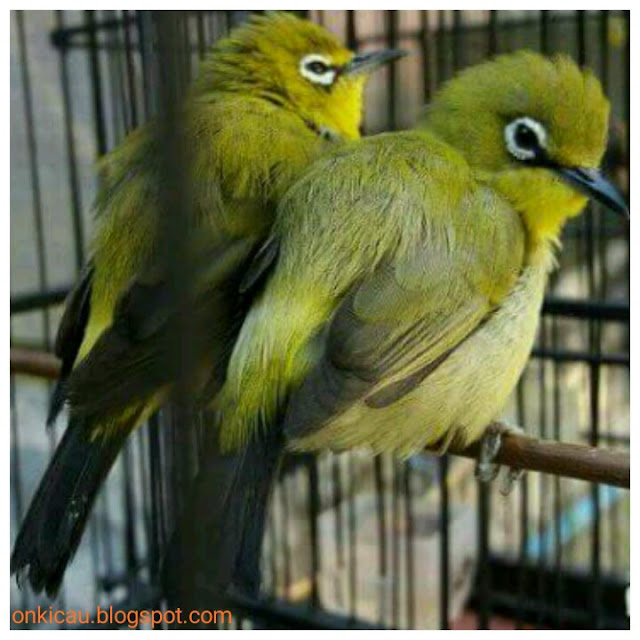 gambar burung pleci jantan dan betina