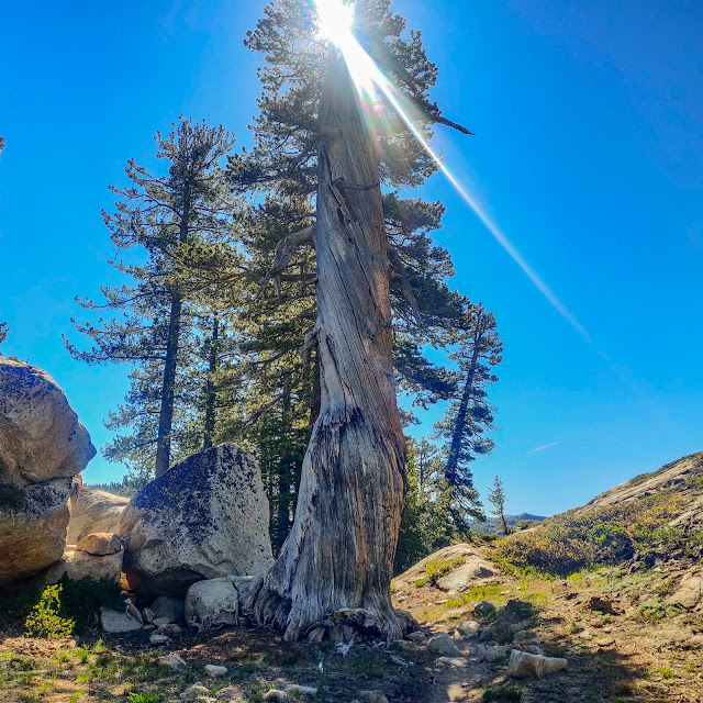 Immense burnt out tree in Emigrant Wilderness